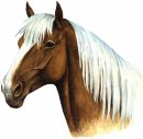 animali/cavallo/cavalli_su02.jpg
