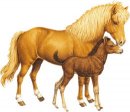animali/cavallo/cavalli_su18.jpg