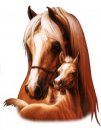 animali/cavallo/cavalli_su23.jpg