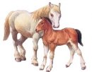 animali/cavallo/cavalli_su28.jpg