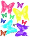 animali/farfalla/farfalle_42.jpg