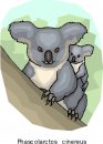 animali/koala/koala_01.jpg
