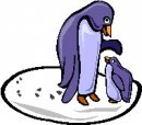 animali/pinguino/pinguini_54.jpg