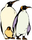 animali/pinguino/pinguini_61.jpg