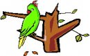 animali/uccelli_tropicali/uccelli_tropicali54.jpg