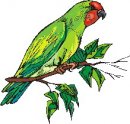 animali/uccelli_tropicali/uccelli_tropicali91.jpg