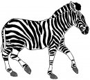 animali/zebra/zebra19.jpg