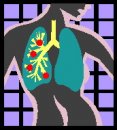 corpo_umano/organi/organi_60.jpg