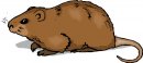 animali/animali_divertenti/clipart_animali_divertenti_301.jpg