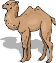 animali/animali_divertenti/clipart_animali_divertenti_340.jpg