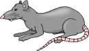 animali/animali_divertenti/clipart_animali_divertenti_374.jpg