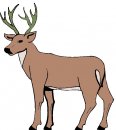 animali/animali_divertenti/clipart_animali_divertenti_878.jpg