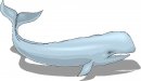 animali/balena/clipart_animali_balena_00.jpg