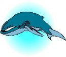 animali/balena/clipart_animali_balena_24.jpg