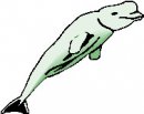 animali/balena/clipart_animali_balena_26.jpg