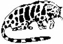 animali/bianco_nero/clipart_animali_bianco_nero_159.jpg