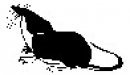 animali/bianco_nero/clipart_animali_bianco_nero_160.jpg