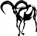 animali/bianco_nero/clipart_animali_bianco_nero_232.jpg