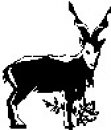 animali/bianco_nero/clipart_animali_bianco_nero_61.jpg