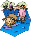 animali/bue_toro/clipart_bue_toro11.jpg