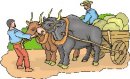 animali/bue_toro/clipart_bue_toro16.jpg