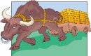 animali/bue_toro/clipart_bue_toro22.jpg