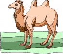 animali/cammello_dromedario/clipart_cammelli_dromedari_00.jpg