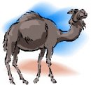 animali/cammello_dromedario/clipart_cammelli_dromedari_03.jpg