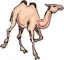 animali/cammello_dromedario/clipart_cammelli_dromedari_87.jpg