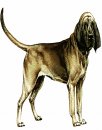 animali/cane/cane_clipart.gif