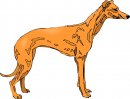 animali/cane/clipart_cani_08.jpg