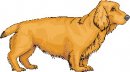 animali/cane/clipart_cani_365.jpg