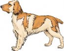 animali/cane/clipart_cani_366.jpg