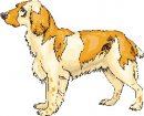 animali/cane/clipart_cani_367.jpg