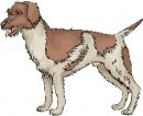 animali/cane/clipart_cani_374.jpg