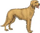 animali/cane/clipart_cani_375.jpg