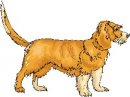 animali/cane/clipart_cani_384.jpg