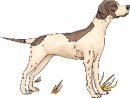 animali/cane/clipart_cani_388.jpg