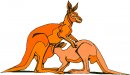 animali/canguro/clipart_canguri_05.jpg