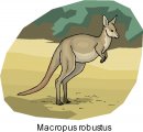 animali/canguro/clipart_canguri_35.jpg