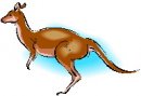 animali/canguro/clipart_canguri_40.jpg