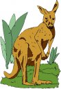 animali/canguro/clipart_canguri_43.jpg