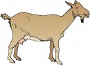 animali/capra/clipart_capre_08.jpg