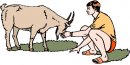 animali/capra/clipart_capre_10.jpg