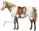 animali/cavallo/cavalli_su01.jpg