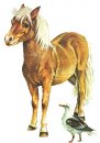 animali/cavallo/cavalli_su03.jpg