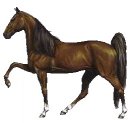 animali/cavallo/cavalli_su04.jpg