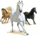 animali/cavallo/cavalli_su22.jpg