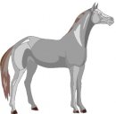 animali/cavallo/clipart_cavalli_16.jpg