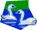 animali/cigno/clipart_cigni_03.jpg